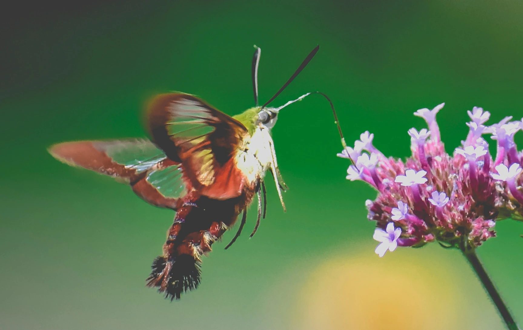 Hummingbird moth collecting pollen from violet flower