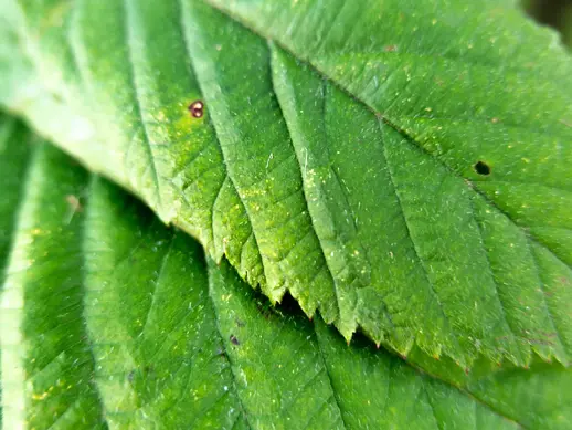 Close-up photo of leaves.