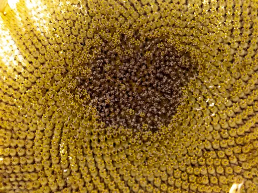Close-up of the center of a sunflower.