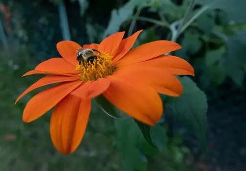 A bee feeding on an orange flower.
