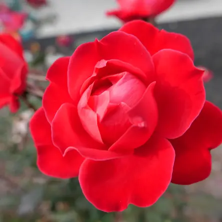 A pinkish red rose.