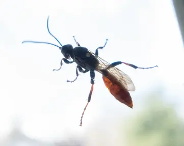 A wasp-like insect.