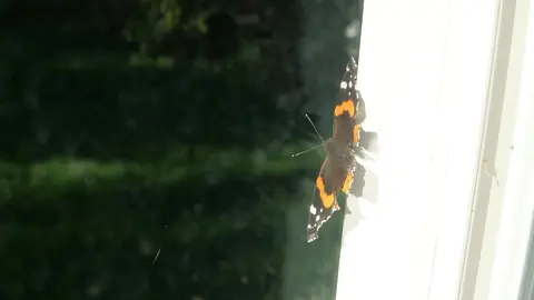 A black and orange butterfly sitting on the side of a window.