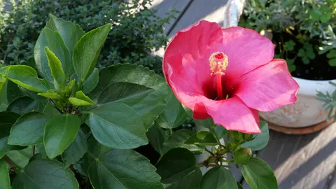 a pink hibiscus flower.