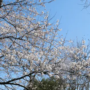 Cherry blossom branches in bloom.