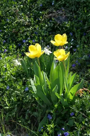 Three yellow tulips.