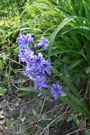 A leaning indigo hyacinth.