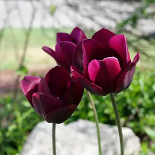 Three dark purplish-red tulips.