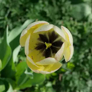 A top down view of a yellow tulip.