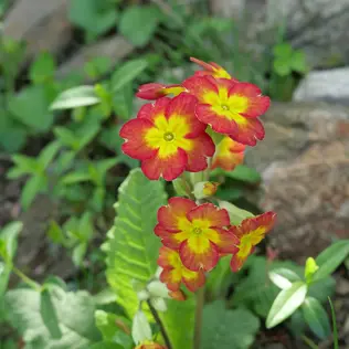 A yellow and red primrose.