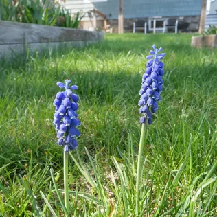Two plants with small blue bell-shaped flowers.