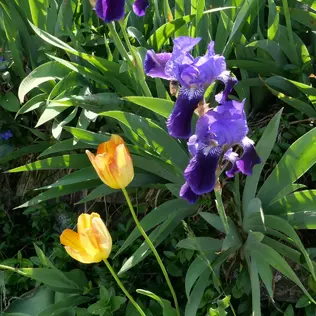 Two yellow tulips and two purple irises at sunset.