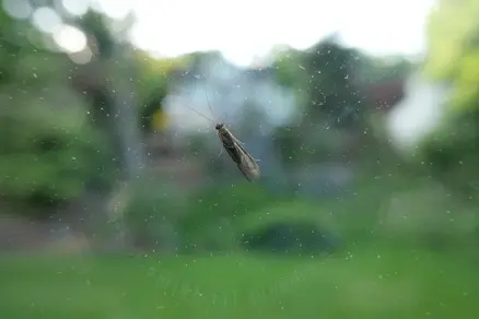 A small rice-shaped bug standing on the window; the reflection of the camera lens creates a halo around the bug.