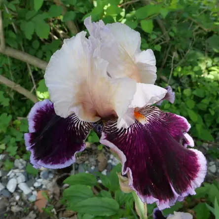 A white and purple iris flower.