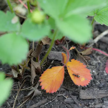 A strawberry plant with an ant on an orange leaf in the lower-right.