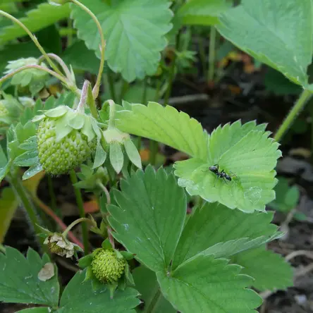 A strawberry plant with an ant in the middle-right.