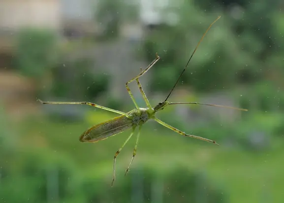 A thin green bug standing on a window.