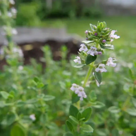 A plant with small light indigo flowers.