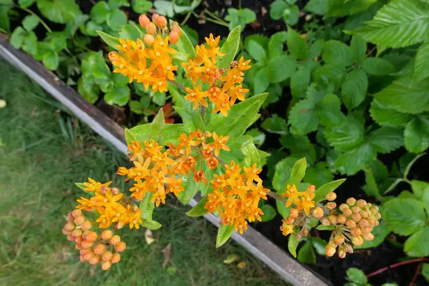 An orange milkweed plant whose flowers stick out in an upside down Y pattern.