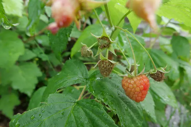 A ripening raspberry on the plant.