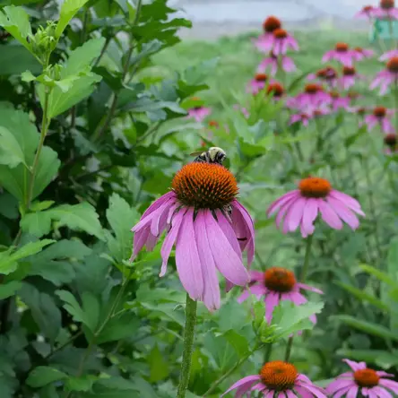A bee standing on a pink coneflower in the center of the image.