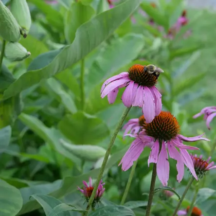 A bee standing on a tilted pink coneflower.