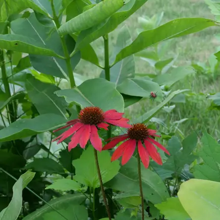Two red coneflowers.