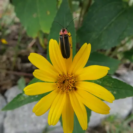 A firefly standing on the edge of a yellow flower petal.
