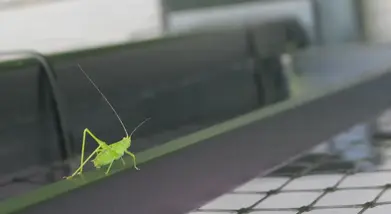 A katydid descending down a fence.