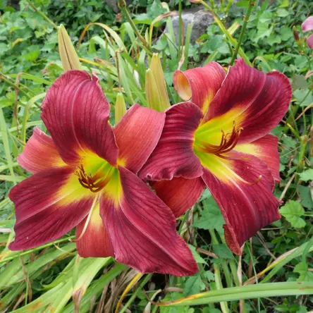 A close-up of two red lillies.