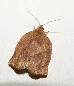 A brown bell-shaped moth.