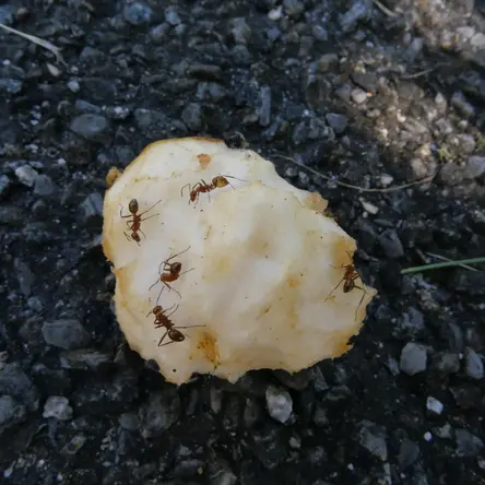 Five ants on an apple core.