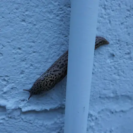 A big slug travelling diagonally on the side of a house's foundation at night.