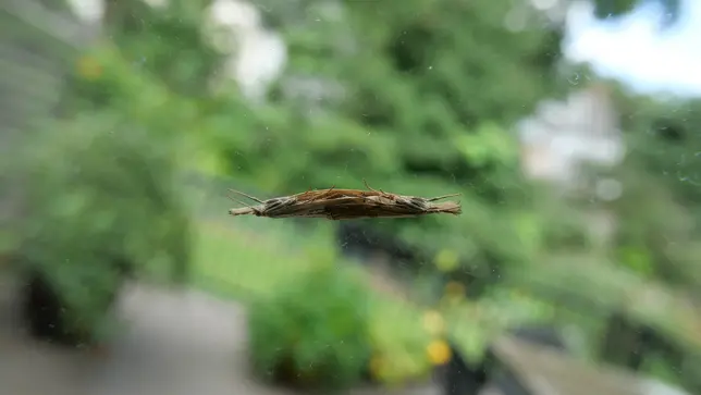Two stick like moths with their ends to each other standing on a window; the moths are parallel to the camera, while the view behind them is tilted.
