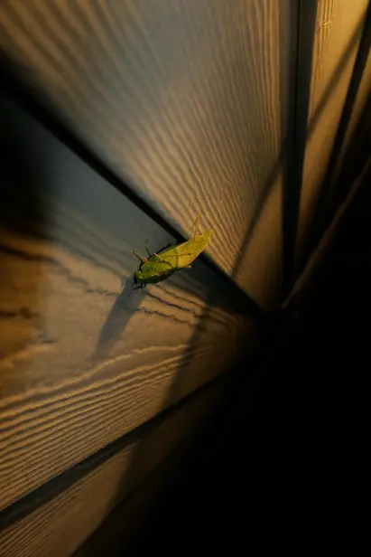 A green katydid standing on the siding at night, illuminated by a yellow lamp.