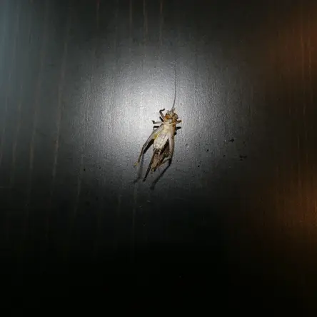 A photo with flash of a cricket lying on its back on a dark wooden surface.