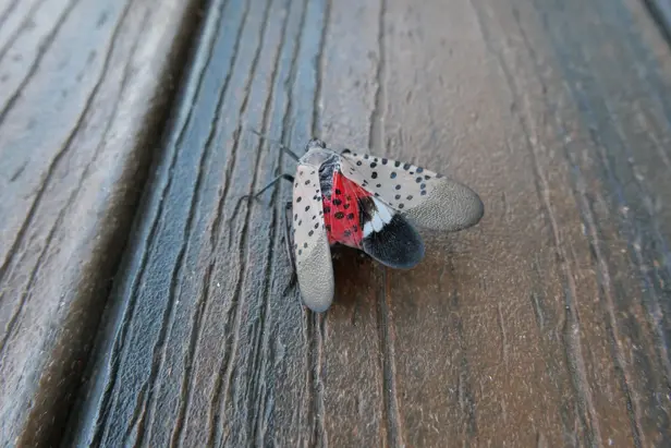 A spotted lanternfly with one outer wing bent to the side, revealing the scarlet wing beneath.