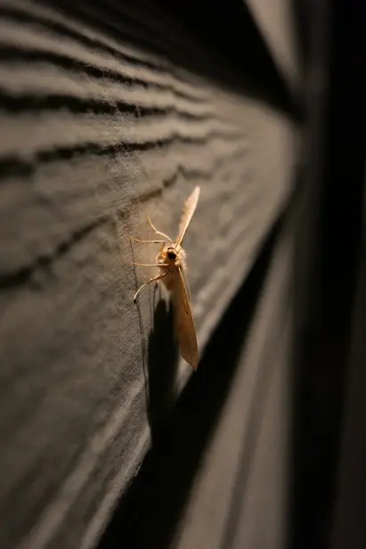 A white moth standing on the siding at night, illuminated by a yellow lamp.