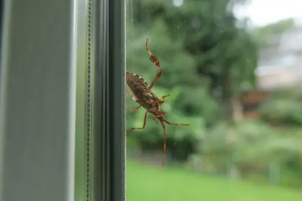 A leaf-footed bug standing on a window.