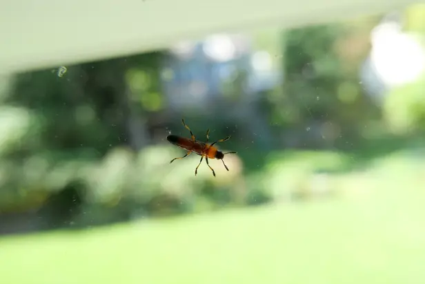 A black and orange bug shaped like orzo pasta standing on a window.