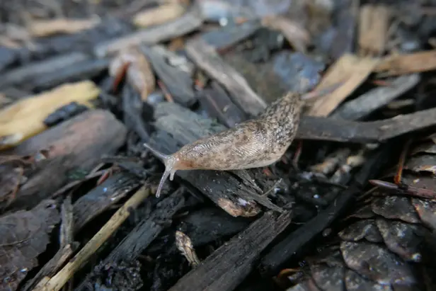 A slug on a pile of mulch.