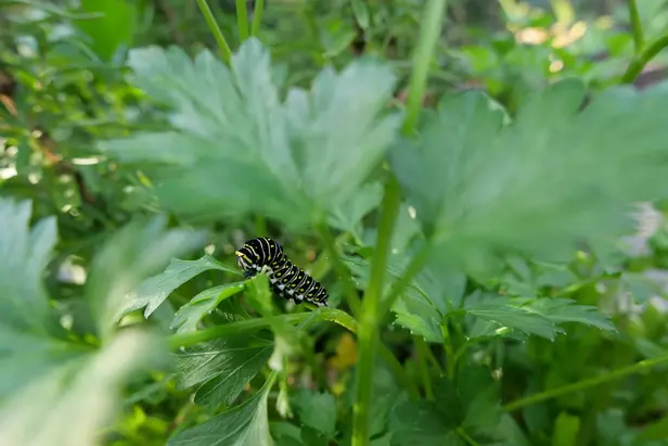 A caterpillar holding on to a horizontal parsley branch.