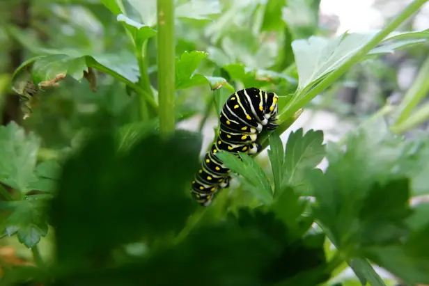 A caterpillar holding on to a vertical parsley branch.