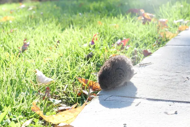 A vole standing on the edge of a path.