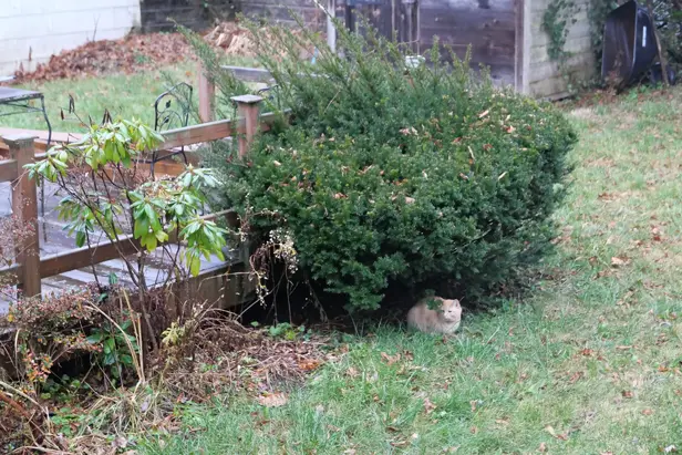 A cat hiding under a bush.